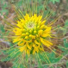 Image result for Cleome maculata