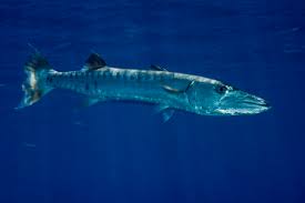 Die konkave felge für individualisten. Oceania Palau Great Barracuda Sphyraena Barracuda Stockphoto