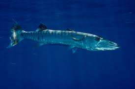 Privacy policy terms of service barracuda system status. Oceania Palau Great Barracuda Sphyraena Barracuda Stockphoto