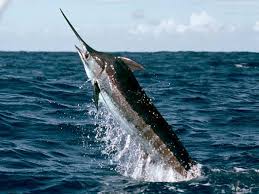 Miami Deep Fishing Blue Marlin Salt Water Fishing Marlin Fishing
