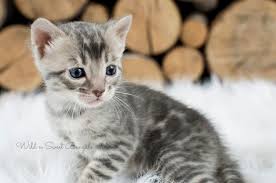 Bengal, a hybrid of selected domestic cats and asian. Blue Bengal Cats Kittens For Sale Wild Sweet Bengals Bengal Kitten Bengal Cat Bengal Cat Cost