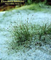 Image result for Eleocharis retroflexa