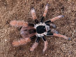 They gulp down gallons at a. 10 Largest Spiders In The World Largest Org