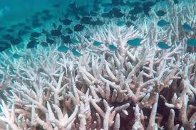 Being the world's largest structure made up of billions of living coral polyps. Interactive Can The Great Barrier Reef Survive Climate Change Carbon Brief