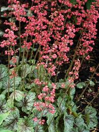 Heuchera Peppermint Spice Bluestone Perennials Article by the mindful soul center. heuchera peppermint spice coral bell alum root
