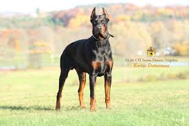 Don't miss what's happening in your neighborhood. Planned Doberman Litters European Doberman Puppies