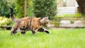 Check spelling or type a new query. Cat Anatomy 101 All You Need To Know Purina