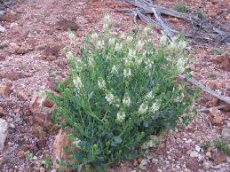 Image result for Vincetoxicum apiculatum