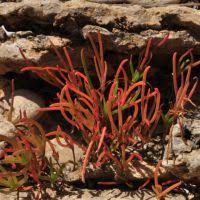 Image result for Suaeda plumosa