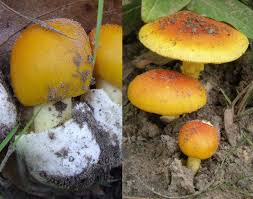 Image result for Marquesia macroura