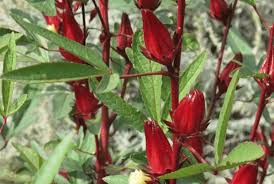 Image result for Hibiscus kirkii