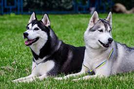 We were founded by heather saville in january 2013 and have saved over 800 dogs, and 1 cat, since then! Droll Siberian Husky Puppies For Sale Uk L2sanpiero