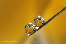 Two Flower Inside By Diensilver On Deviantart Water Art Flowers Dew Drops