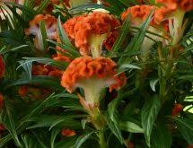 Celosia Twisted Orange Homestead Gardens Inc