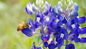 This planting plan features flowers to attract a variety of bees, including honeybees and native bees. 10 Native Pollinator Plants For Containers Hobby Farms