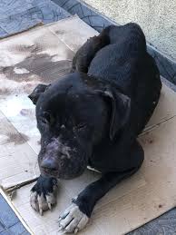 Alguien que sepa de personas que rescaten animales ? Ahí un perro pitbull  en una casa abandonada y el dueño no aparece.