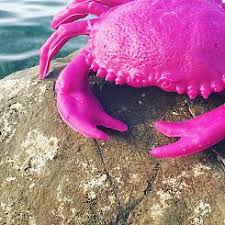 I granchi del cocco spesso cercano di rubarsi il cibo a vicenda e lo portano nelle loro tane per poterlo mangiare indisturbati. Invasione Di Granchi Fucsia Per Riaprire Il Cinema Attualita Cavo