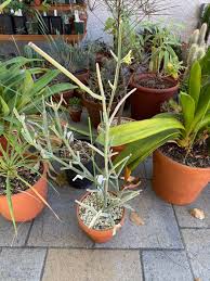 Image result for Cynanchum praecox