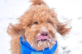 Unfortunately, the rarer the name, the harder it is to document. 125 Christmas Dog Names That Are As Merry As Your Pup Happy Go Doodle