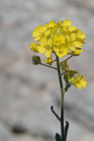 Image result for Aurinia