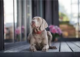 However, when you hear of bladder cancer in dogs, it most likely refers to transitional cell carcinoma (tcc). When Cancer Returns After Remission In Dog Petmd