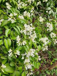 Image result for Craibia zimmermannii