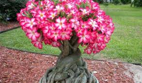 Mau Tau Harga Bonsai Terupdate Cek Disini Beserta Jenisnya Aplikasi Pertanian Media Agribisnis Gdm Agri