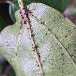 Image result for Scepocarpus trinervis