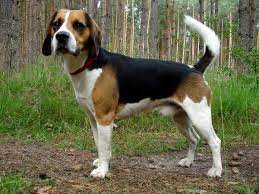 Fully Grown Beagle Goldenacresdogs Com Beagle Breed Information Everything You Need To Know About The Pocket Beagle Al Beagle Dog Dog Breeds Beagle Dog Breed