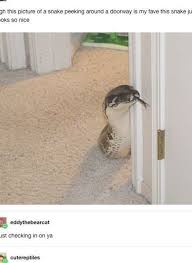 Burlap And Ivory Lace Table Runner Wedding Table Runner 14 Width Lace On Edges Countr Burlap And Ivo Cute Reptiles Cute Animals Animal Memes