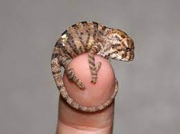 Panther Chameleon Care Sheet Photos Of Panther Chameleons And Other Information About Them Chameleon Care Baby Chameleon Chameleon
