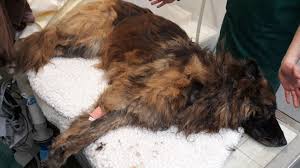 Drowning Dog Tied To Heavy Rock Rescued From River Man And Woman Arrested Uk News Sky News