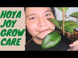 Hoya Joy Grow Care Tips Youtube