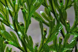 Image result for Vandenboschia