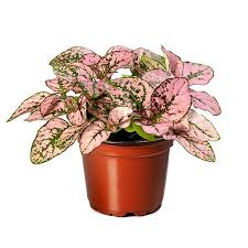 Image result for Hypoestes
