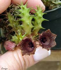 Image result for Huernia