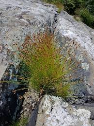 Image result for Bulbostylis densa