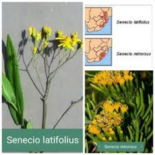Image result for Senecio latifolius