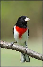 Birds Of Upstate Ny Red Breasted Grosbeak Used To Be A Regular Visitor To My Feeder In Nys Backyard Birds Colorful Birds Animals