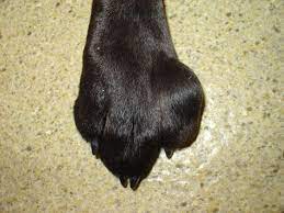 Maybe you would like to learn more about one of these? Is Your Dog Paw Swollen We Have Covered The Common Causes And Treatment Remedies In This Article Dog Paws Dog Paw Remedies Dog Treatment
