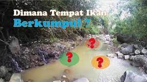Seperti yang diketahui pada alam liar ikan nila sangat menyukai pakan dari tumbuhan hijau. Rahasia Mengenali Karakter Spot Tempat Ikan Berkumpul Agar Mancing Dapat Banyak Mancingliar Part 1 Youtube