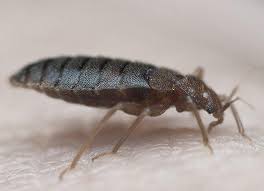 How To Prevent Bed Bugs In High Traffic Areas Healthcare Professional S Edition