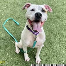 Palm beach gardens post office. Urgent Dogs Of Palm Beach County Home Facebook