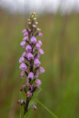 Image result for Brachycorythis buchananii