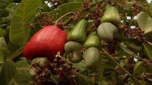 This fruit is typically comprised of two parts: Cashew Trees Abuzz In The Diamond Mining Areas Of Cote D Ivoire Tetra Tech