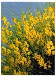 Spanish Broom Spartium Junceum Spanish Landscaping Spanish Garden Spanish Broom