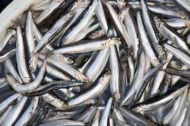 Per arricchire sughi, dare più sapore ai pesci di lago o sem. Come Fare Le Acciughe Sotto Sale