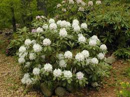 Rhododendron White Bird Pride Tour Of Wrightington S Garden Backyard Flowers Beds Moon Garden Landscape Decor Diy