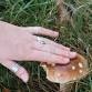 Foraging Walks with Field Study – Beginner Friendly event image