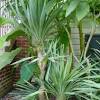How do plants stay cool in hot weather? 1